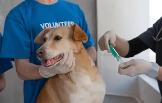 SHOPPING EM SALVADOR REALIZA CAMPANHA DE VACINAÇÃO ANTIRRÁBICA EM CÃES E GATOS