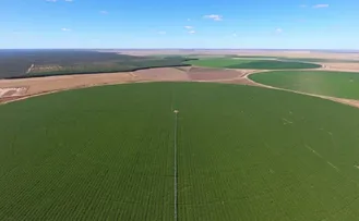 EMPRESA BAIANA PRODUZ 37% DE TODA QUINOA CONSUMIDA NO BRASIL