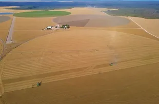 CULTURA DE TRIGO NA BAHIA TEM CRESCIMENTO DE 45% DA ÁREA PLANTADA