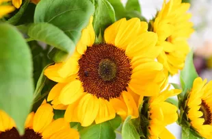SALVADOR TERÁ DISTRIBUIÇÃO DE FLORES E FEIRAS AGROECOLÓGICAS PARA CELEBRAR PRIMAVERA