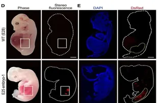 EM BUSCA DE ALTERNATIVAS, PESQUISADORES DESENVOLVEM CÉLULAS HUMANAS EM PORCOS; ENTENDA