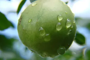 UMBU: COM PRODUÇÃO EM ALTA, BAHIA MANTÉM LIDERANÇA NO CULTIVO DA FRUTA