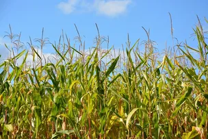 SAFRA BAIANA DE GRÃOS TEVE AUMENTO DE 17% NO VALOR DE PRODUÇÃO, DIZ IBGE