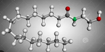PEA: ENTENDA COMO O COMPOSTO QUE INTERAGE COM O SISTEMA ENDOCANABINOIDE