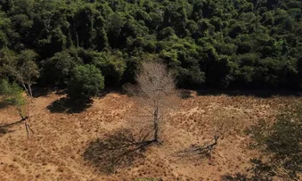 BRASIL PERDE 15% DE FLORESTAS NATURAIS EM QUASE 40 ANOS, DIZ MAPBIOMAS