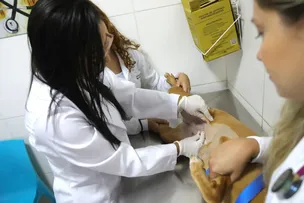 SALVADOR ATENDE 40 ANIMAIS EM CIRURGIA PARA RETIRADA DE CÂNCER DE MAMA