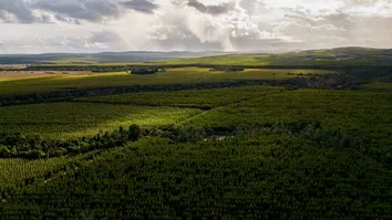 BAHIA VIRA DESTAQUE NA ÁREA DE CELULOSE E PARCERIAS FLORESTAIS GERAM OPORTUNIDADES NO ESTADO