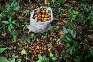 GOVERNO ESTUDA MODELO DE DESENVOLVIMENTO PELA SOCIOBIOECONOMIA