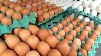 CONSUMO DE OVO AUMENTA APESAR DE PREÇO ELEVADO; MAIOR ÍNDICE OCORRE NO NORDESTE
