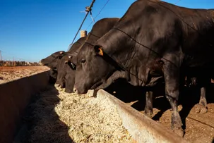 BAHIA ABRIGA O MAIOR CONFINAMENTO BOVINO DO NORDESTE, COM 50 MIL CABEÇAS