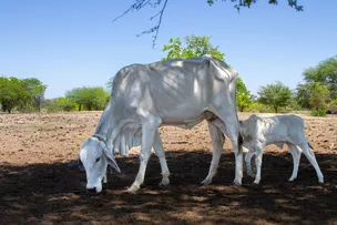 BOVINOCULTURA DE LEITE IMPULSIONA ECONOMIA DE COMUNIDADE RURAL DE BOM JESUS DA LAPA