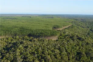 BRACELL LANÇA METAS E COMPROMISSOS DE SUSTENTABILIDADE PARA 2030