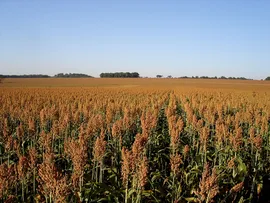 CULTIVO DE SORGO DEVE CRESCER 12% NA BAHIA DURANTE SAFRA 2023/2024