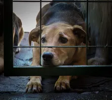COMISSÃO DA CÂMARA APROVA PROIBIÇÃO DE VERBA FEDERAL PARA EVENTOS COM ABUSO DE ANIMAIS