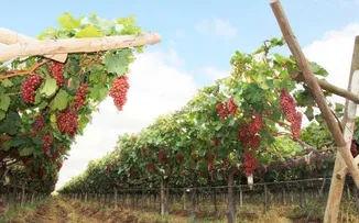 SALVADOR TEM CRESCIMENTO DE 304% NA EXPORTAÇÃO DE FRUTAS