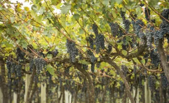 VALOR DA PRODUÇÃO AGROPECUÁRIA DEVE ATINGIR R$ 1,159 TRILHÃO ESTE ANO