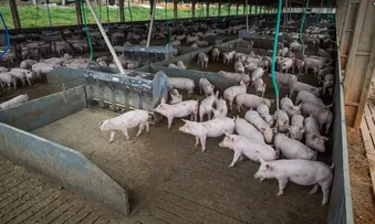 IBGE: ABATE DE SUÍNOS NA BAHIA TEM O MELHOR ÍNDICE EM 26 ANOS, COM MAIS DE 77 MIL ANIMAIS