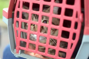 PREFEITURA REALIZA FEIRA DE ADOÇÃO DE ANIMAIS NESTA SEXTA (15) NO SHOPPING DA BAHIA