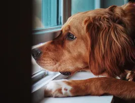 VAI VIAJAR? VEJA CUIDADOS IMPORTANTES PARA MANTER O PET SEGURO E CONFORTÁVEL DURANTE SUA AUSÊNCIA