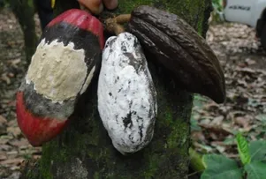 COM ARTICULAÇÃO DA BAHIA, ESTADOS PRODUTORES ASSEGURAM AÇÃO DO GOVERNO FEDERAL PARA CONTER A MONILÍASE DO CACAUEIRO