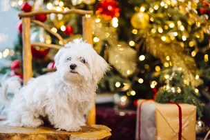 DOS ENFEITES ÀS COMIDAS: SAIBA COMO MANTER A SEGURANÇA DOS PETS NAS FESTAS DE FIM DE ANO