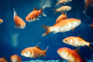 BAHIA RECEBE FEIRA DE NEGÓCIOS EXPOPESCA PRIMEIRA VEZ