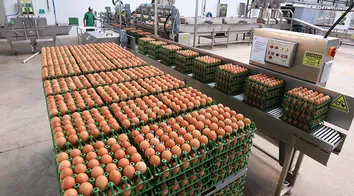 PRODUÇÃO DE OVOS E ABATE DE FRANGO REGISTRA QUEDA NA BAHIA, APONTA IBGE