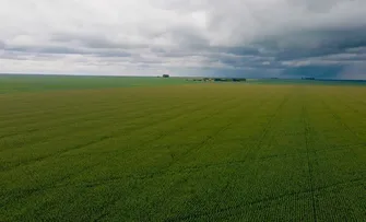 PLANTIO DA SAFRA DE SOJA ALCANÇA 1,9 MILHÃO DE HECTARES