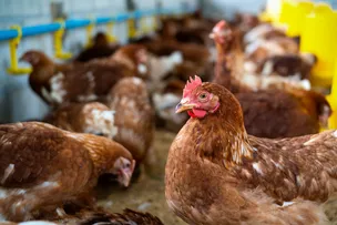 AVICULTURA BAIANA LIDERA PRODUÇÃO NO NORDESTE; CRESCIMENTO É ACIMA DA MÉDIA NACIONAL
