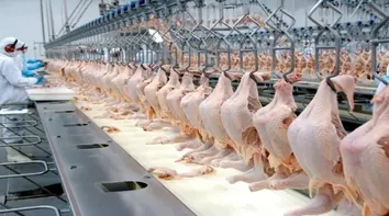 BRASIL ALCANÇA RECORDE NA EXPORTAÇÃO DE FRANGO EM 2023, AFIRMA ABPA