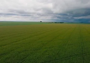 OESTE DA BAHIA: PLANTIO DA SAFRA DE SOJA ALCANÇA 1,9 MILHÃO DE HECTARES