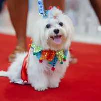 SHOPPING EM SALVADOR PROMOVE BLOQUINHO DE CARNAVAL COM DESFILE DE CACHORROS