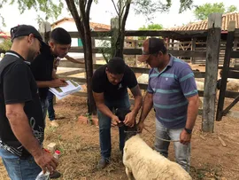 AGRICULTORES FAMILIARES DE MANOEL VITORINO GARANTEM RENDA COM ENTREGA DE CAPRINOS E OVINOS PARA FRIGBAHIA