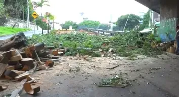 ÁRVORE CAI E BLOQUEIA PISTA NA ENTRADA DA ESTAÇÃO DA LAPA