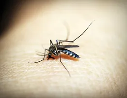 NÚMERO DE MORTES POR DENGUE SOBE PARA 33, INFORMA SESAB