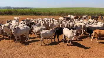 EMISSÃO DE METANO NO BRASIL CRESCE 6% EM 4 ANOS, PUXADA POR PECUÁRIA, MOSTRA RELATÓRIO