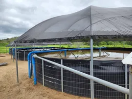 SEMANA SANTA: INVESTIMENTOS ESTADUAIS IMPULSIONAM PRODUÇÃO DE PEIXES NA BAHIA