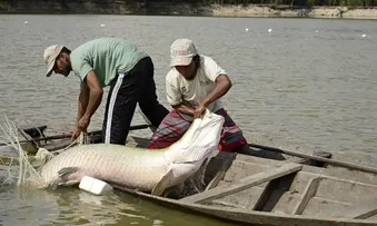 PEIXES TÊM QUANTIDADE LIMITADA PARA CAPTURA EM 2024