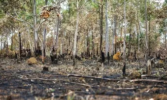 GOVERNO MONTA FORÇA-TAREFA PARA CONTER DESMATAMENTO NO CERRADO