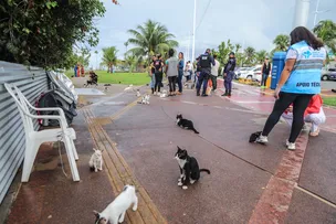 GATOS DE COLÔNIA EM PIATÃ SERÃO REALOCADOS PARA ONG