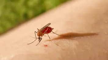 NÚMERO DE CASOS DE FEBRE OROPOUCHE SOBE PARA 47 NA BAHIA