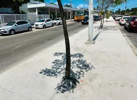 APÓS DENÚNCIA, PREFEITURA DIZ QUE ÁRVORES NA SUBURBANA FORAM CONCRETADAS DURANTE OBRAS DE REQUALIFICAÇÃO