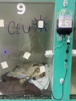 PET RESGATADO DE MAUS-TRATOS LUTA PELA VIDA: CANTOR NOUG, EX-THE VOICE BRASIL, APELA POR AJUDA PARA O TRATAMENTO DE SEU CACHORRO