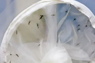 CASOS DE DENGUE CAEM NO PAÍS, PORÉM RISCO DE EPIDEMIA AINDA RONDA ALGUNS ESTADOS