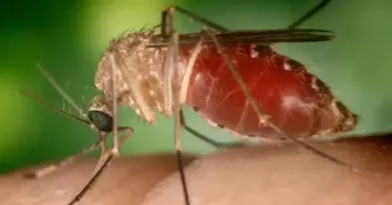 BAHIA REGISTRA MAIS DE 200 CASOS DE FEBRE OROPOUCHE