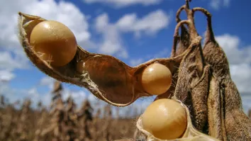 COM QUASE 2 MILHÕES DE HECTARES, COLHEITA DA SOJA SE APROXIMA DO FIM NO OESTE DA BAHIA