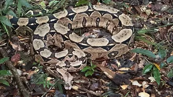 ANIMAIS SILVESTRES SÃO SOLTOS EM RESERVA NO INTERIOR DA BAHIA