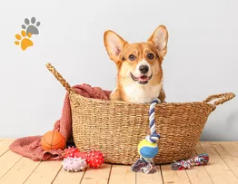 AUMENTO DE DEMANDAS POR SERVIÇOS E PRODUTOS PET AJUDAM A IMPULSIONAR A ECONOMIA NO BRASIL