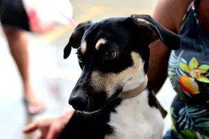 SAIBA QUAIS SÃO OS CUIDADOS NECESSÁRIOS COM OS PETS NO PERÍODO JUNINO
