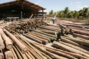 PLANO BAHIA FLORESTAL ARTICULA AÇÕES PARA AUMENTAR ÁREA CULTIVADA